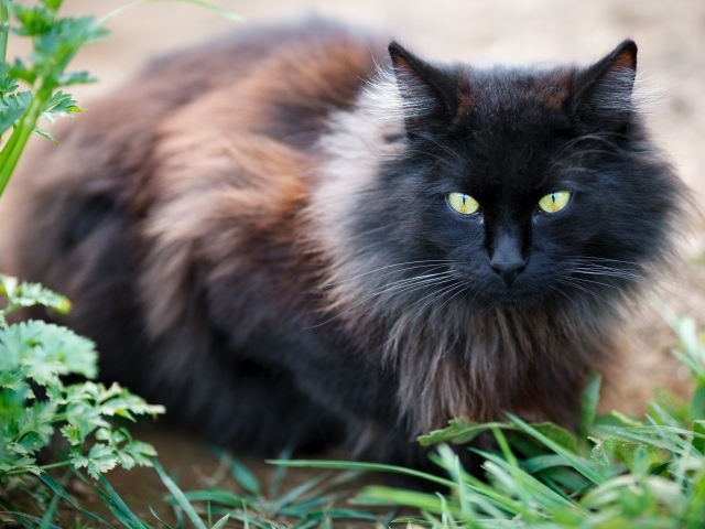 Черный пушистый породистый кот сидит у зеленой травы