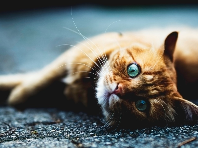 Голубоглазый рыжий кот лежит на асфальте