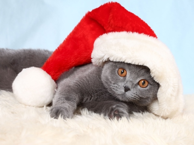 Британский кот в шапке Санта Клауса лежит на кровати 