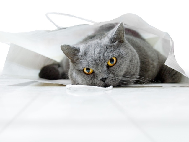 Британский кот лежит в белом пакете 