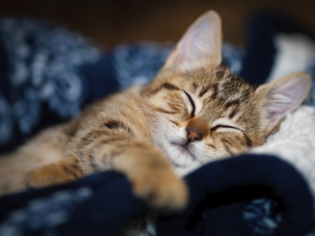 Милый серый котенок спит на одеяле 