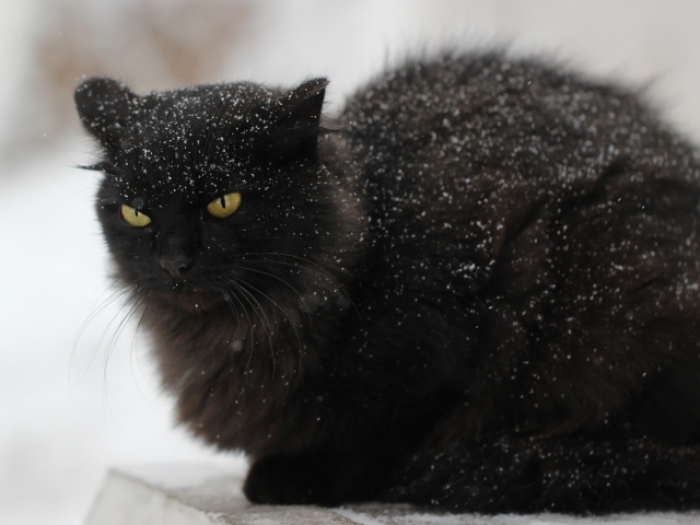 Недовольный черный кот в снегу на улице