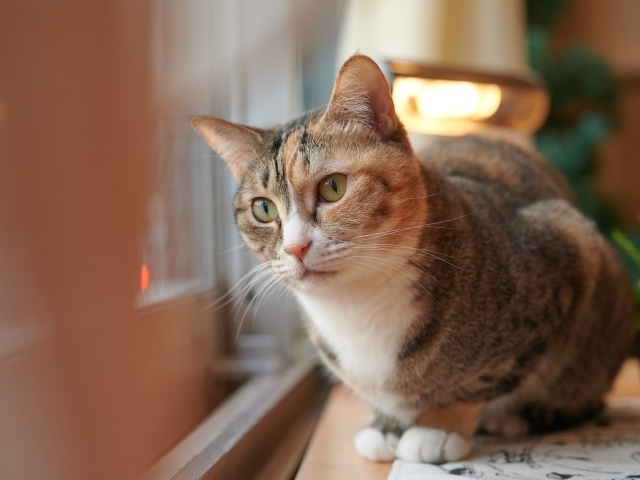 Домашний кот смотрит в окно 