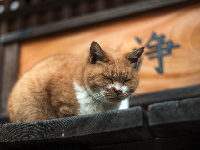 Дремлющий рыжий  кот на деревянном пороге 