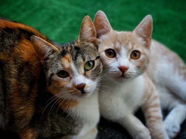 Влюбленные кошка и кот лежат на полу 