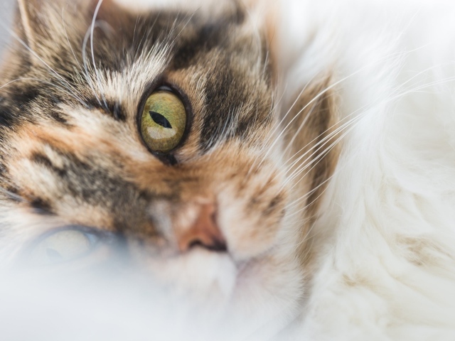 Морда зеленоглазой домашней кошки