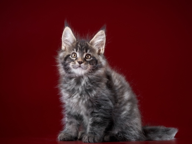 Пушистый серый котенок мейн кун на красном фоне