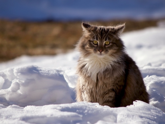 Пушистый серый кот сидит на снегу зимой