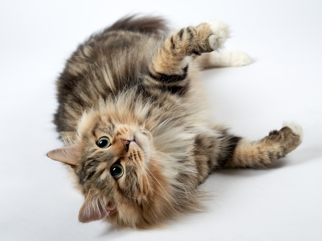 Пушистый серый кот с зелеными глазами лежит на белом фоне