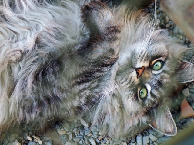 Пушистый серый кот с зелеными глазами лежит на мелких камнях 