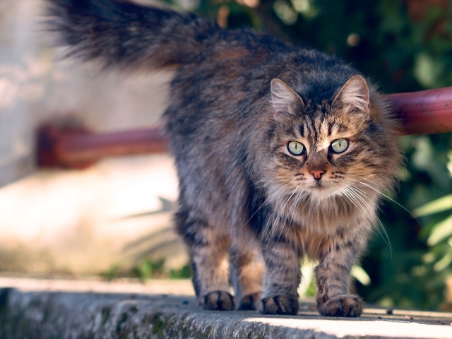 Пушистая серая кошка с зелеными глазами гуляет на улице