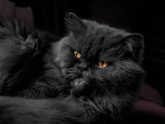 Пушистый породистый черный кот с желтыми глазами