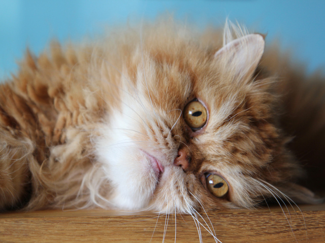 Пушистый рыжий персидский кот лежит на полу
