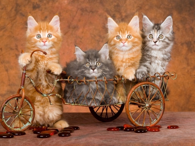 Забавные котята породы мейн кун в игрушечном велосипеде 