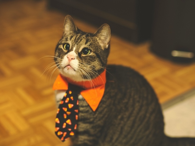 Смешной серый кот в галстуке