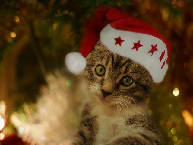 Забавный серый котенок в красной шапке под елкой 