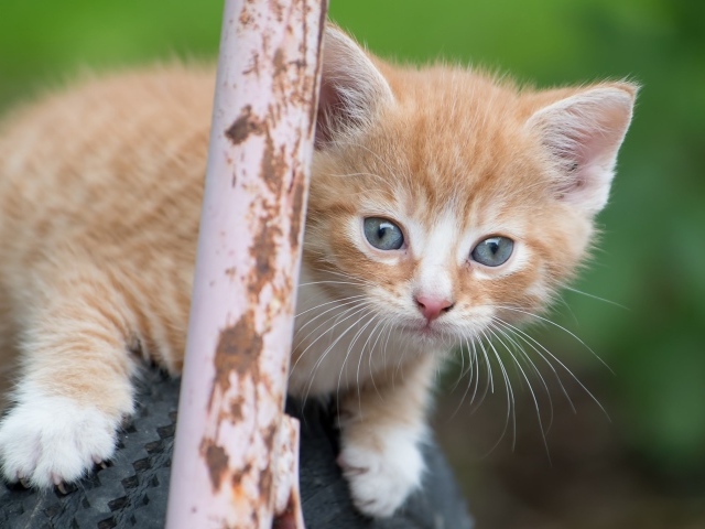 Рыжик котенок сидит на колесе