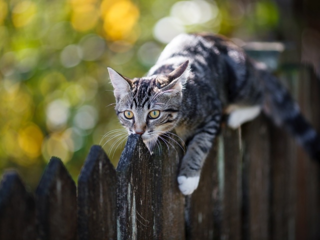 Серый кот лежит на деревянном заборе 