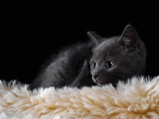 Маленький британский котенок лежит на меховой подстилке 