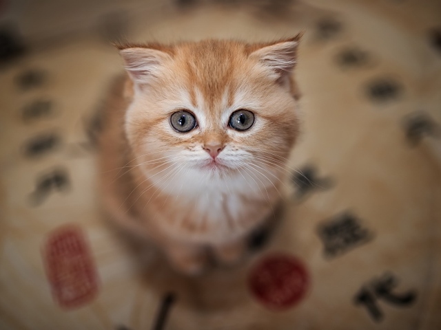 Маленький милый рыжий котенок крупным планом