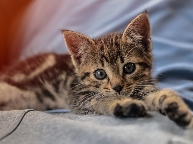 Маленький милый серый котенок лежит на руках