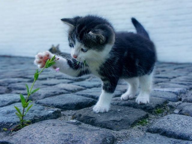 Маленький милый котенок играет с цветком