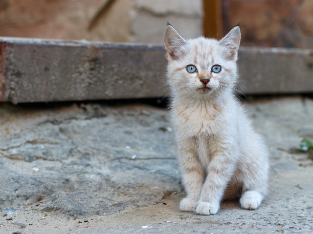 Маленький рыжий бездомный котенок