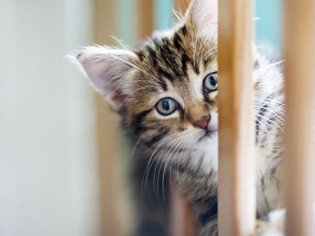 Маленький серый котенок играет 