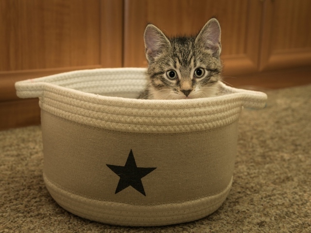 Маленький серый котенок на лежанке