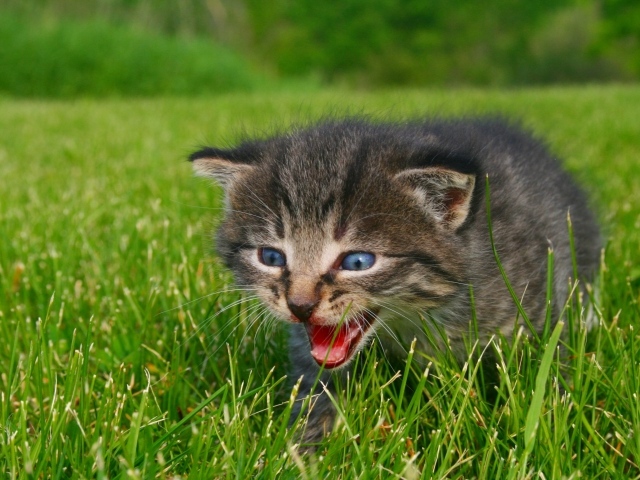 Маленький серый котенок идет по зеленой траве