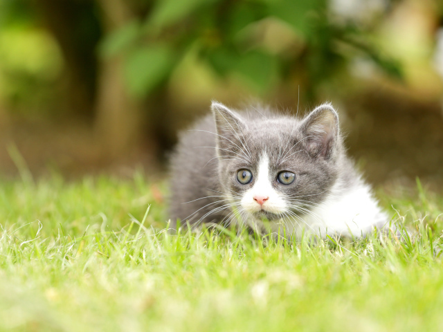 Маленький котенок лежит на зеленой траве