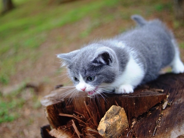 Маленький котенок кричит на старом пне