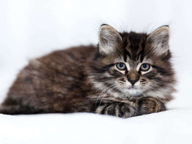 Маленький породистый серый котенок лежит на белом покрывале 