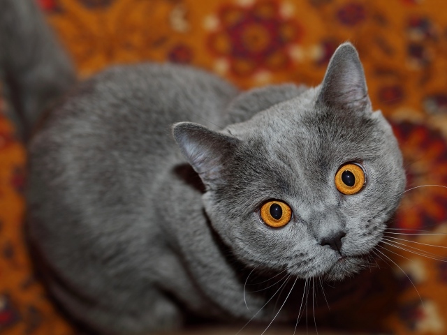 Породистый британский кот с желтыми глазами