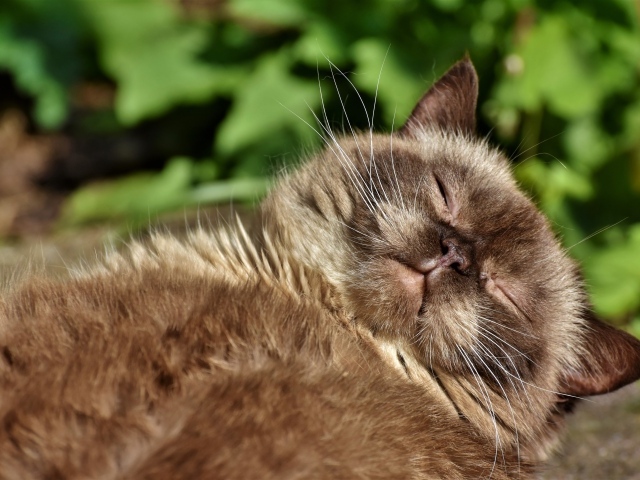 Породистый кот спит в лучах солнца