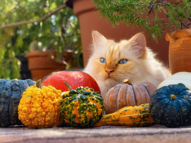 Рыжий голубоглазый кот с тыквами