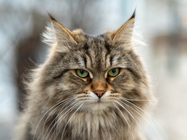 Серьезный пушистый серый кот 