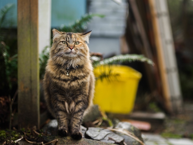 Серьезный серый кот с ошейником 
