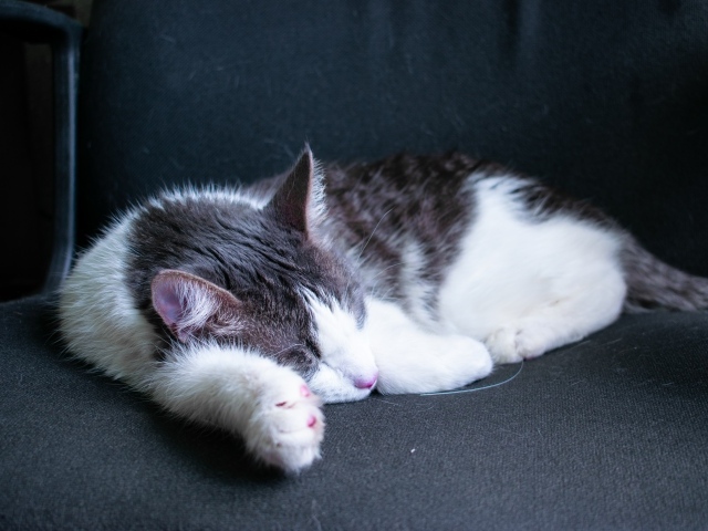 Спящий бело- серый кот на черном диване