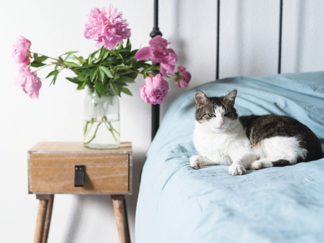 Кот лежит на большой кровати в комнате с букетом пионов