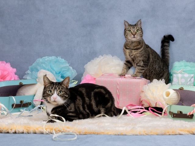 Два серых кота с подарками и цветами на сером фоне