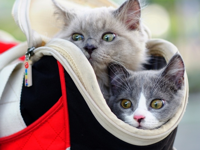 Два котенка выглядывают из сумки 
