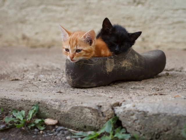 Два маленьких котенка спят в старой калоше