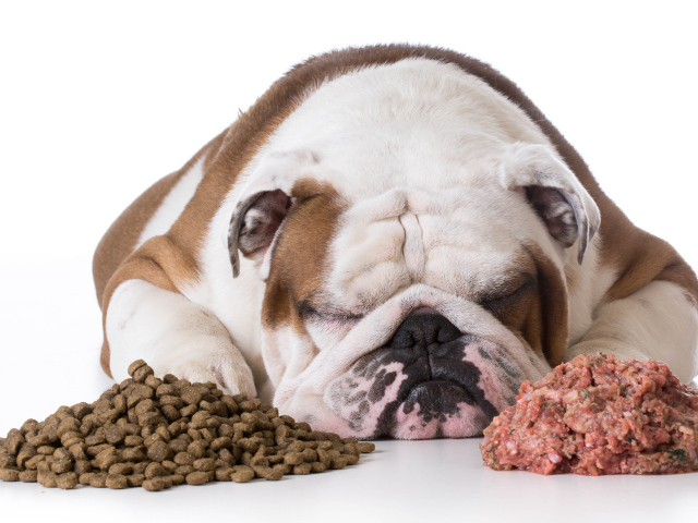 Сытый бульдог спит с кормом на белом фоне