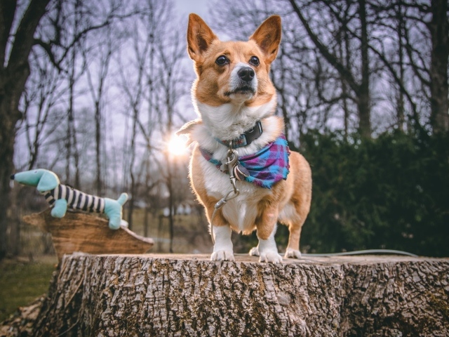 Собака породы вельш корги стоит на пне