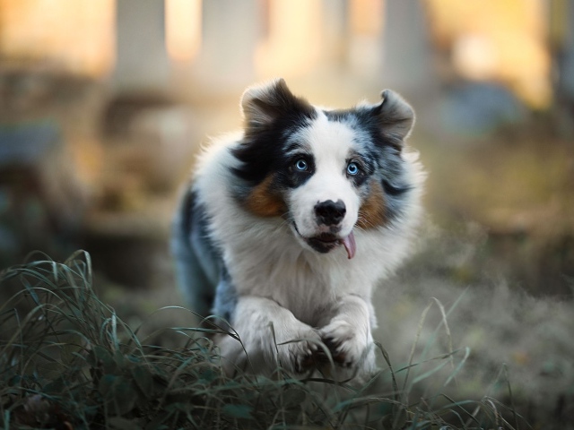 Австралийская овчарка с высунутым языком бежит по траве