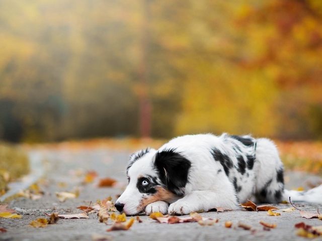 Австралийская овчарка с голубыми глазами лежит на земле с опавшей листвой 