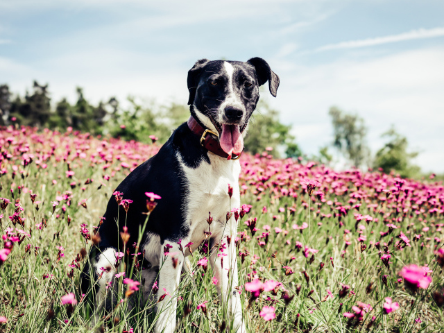 Черно - белая собака с высунутым языком на поле с розовыми цветами