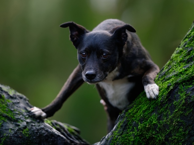 Черный пес залазит на дерево покрытое мхом