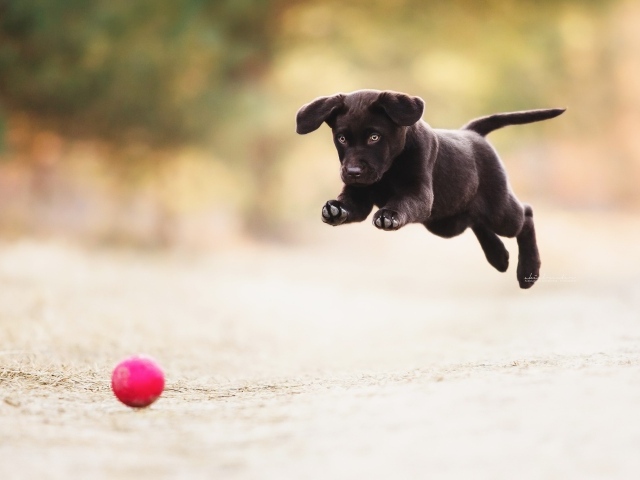 Черный забавный щенок играет с мячом